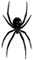 a spider